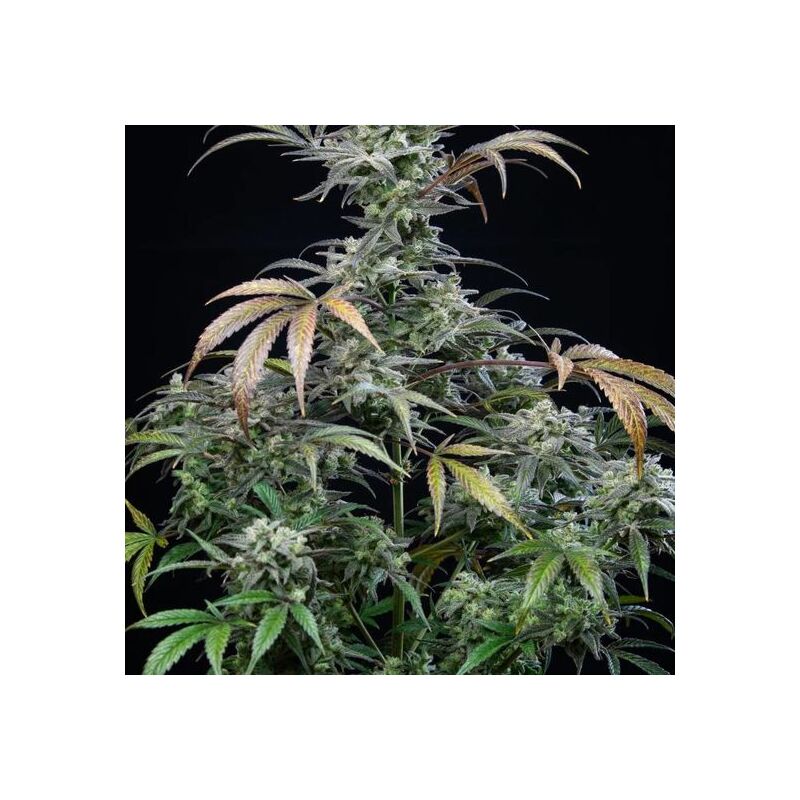 Strawberry Gorilla Auto, Фасовка: 3, изображение 6